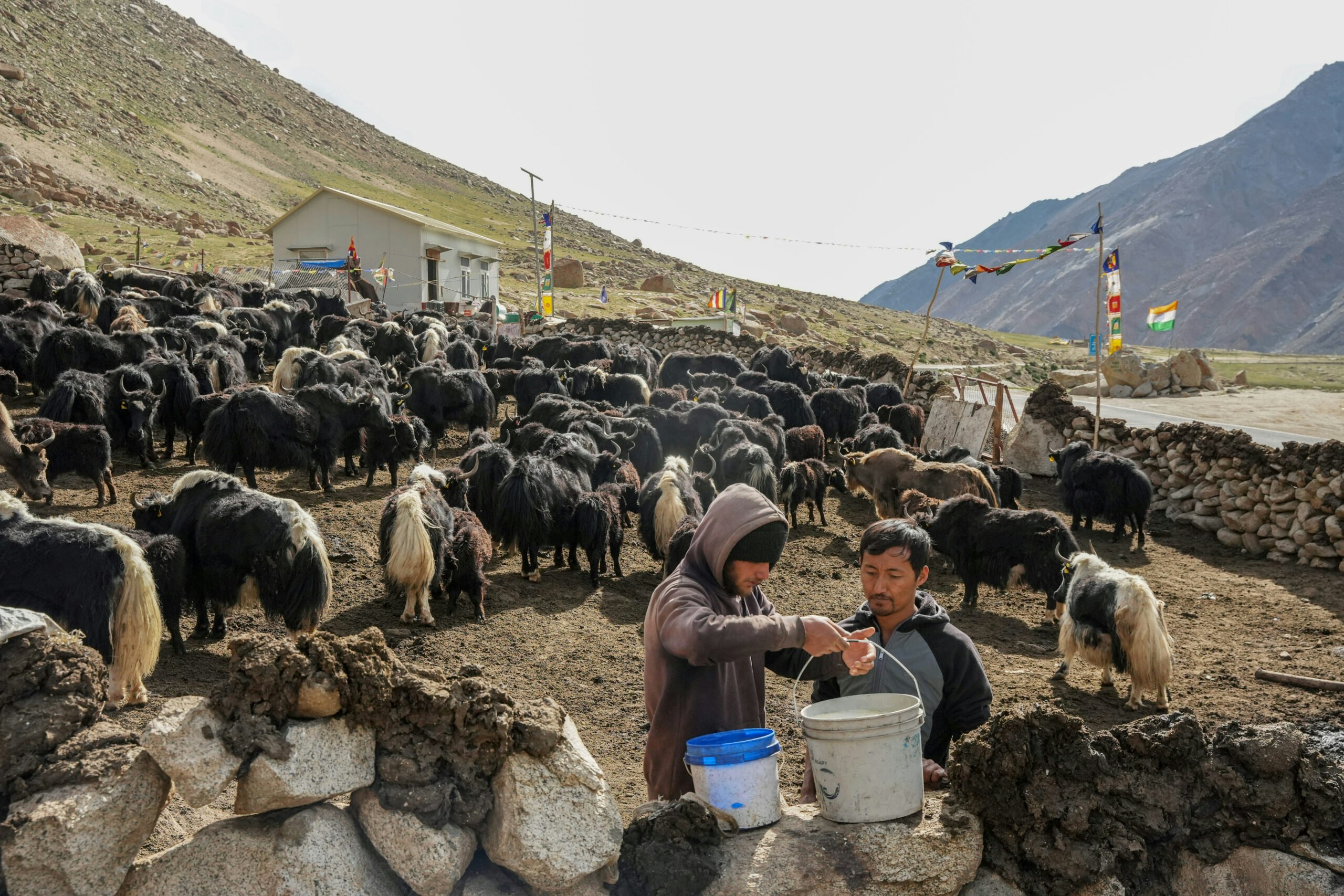 Left: Urgan Thistop, a yak herder, lifts the bucket of milk placed on the stone-walled structure known as a lekha, a shelter for yaks. Urgan works for his uncle Thinlay Nurboo to care for the yaks. Right: Yaks inside a lekha in the Durbuk area of Changthang. Photos by Sanna Irshad Mattoo for Noema Magazine